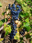 Vitis vinifera 002.JPG