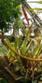 Vriesea sucrei Vriesea atrococcinea HabitusInflorescence BotGardBln0906b.jpg