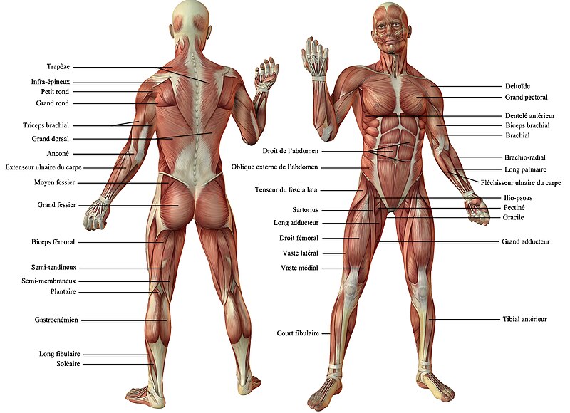 File:Vue antérieure et postérieure des muscles du corps de l'homme.jpg