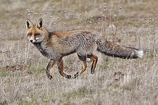 Vulpes Vulpes: Distribución, Descripción, Subespecies