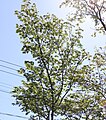 P074 若名日光桜 Wakananikkozakura 枝の写真