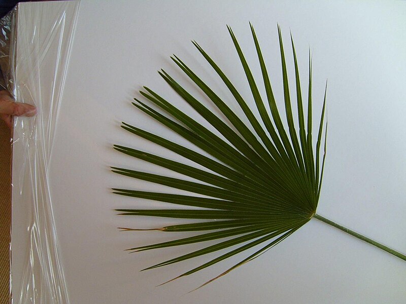 File:Washingtonia palm leaf.jpg