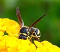 Wasp September 2007-3. jpg