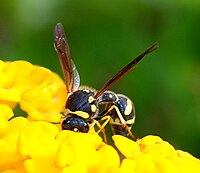 Eumenes cf. coarctatus (Eumenidae) Common Potter wasp