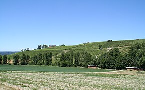 Rebberg bei Volken