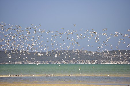 Миграције птица