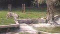 Datei: Whit Tiger - Vijay - Delhi zoo.webm