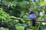 Thumbnail for White-fronted nunbird