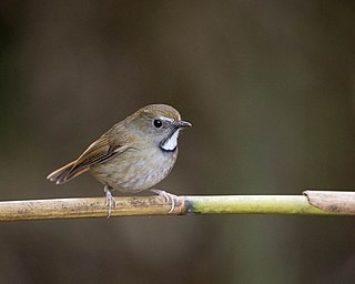 White-gorgeted flycatcher Species of bird