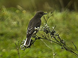 White-tailed Shrike-Tyrant - South Ecuador S4E3293 (16295894634) (cropped).jpg
