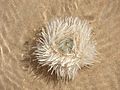 White sea urchin in Egypt.jpg
