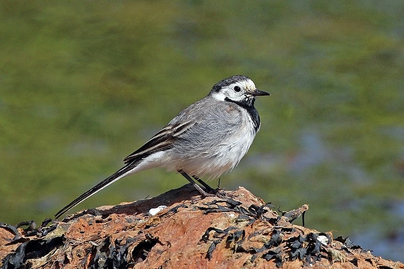 File:White wagtail (Motacilla alba alba).jpg