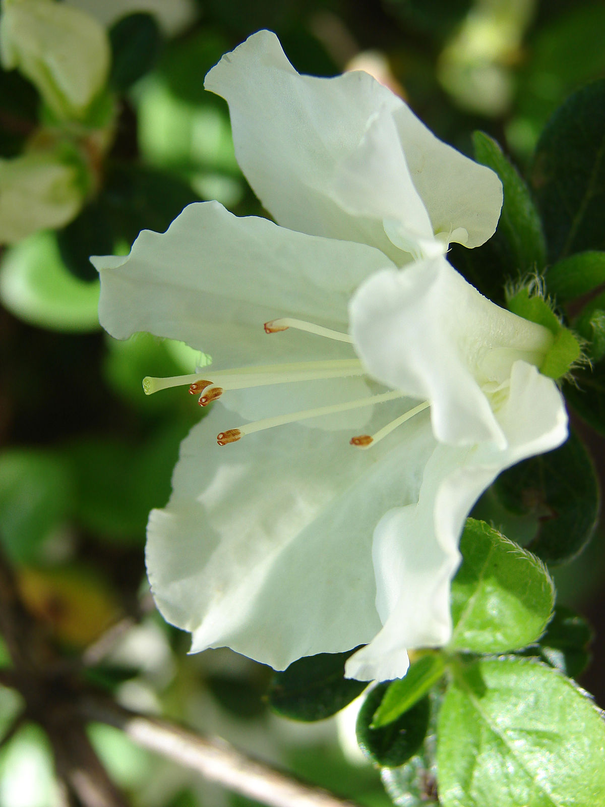 Azalea - Viquipèdia, l'enciclopèdia lliure