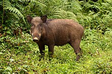 Indian boar in the Anaimalai Hills Wildboar in Anamalai hills.jpg