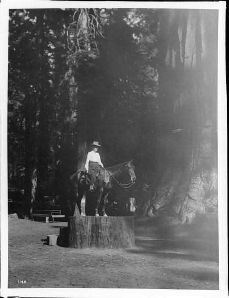 File:Woman on horseback, standing on stump of big redwood tree in Mariposa Grove (Wawona Big Trees) in Yosemite National Park, California, ca.1900 (CHS-1148).jpg