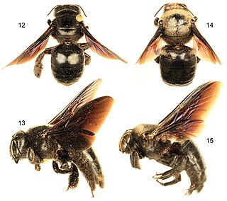 <i>Xylocopa sulcatipes</i> Species of bee