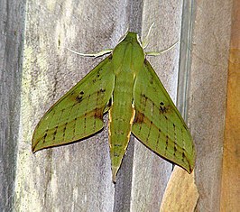 Xylophanes columbiana