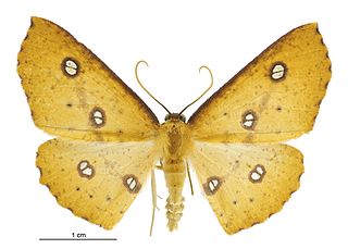 <i>Xyridacma alectoraria</i> Species of moth