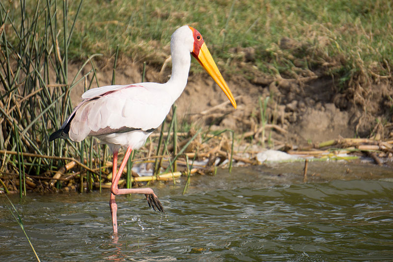 File:Yellow-billed stork - Queen Elizabeth National Park, Uganda-7.jpg