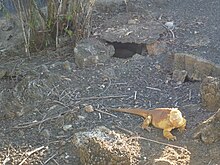 Iguane terrestre des Galapagos jaune à la Station Charles-Darwin