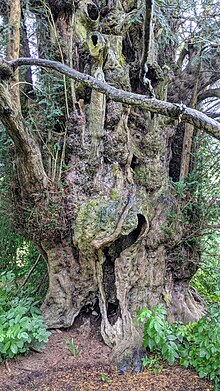 Yew at the parish church