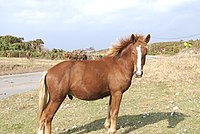 Yonaguni horse 5.jpg