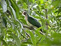 Young Jambu Fruit Dove (8273710391).jpg