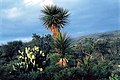 Yucca periculosa fh 0377 MEX B.jpg