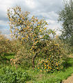 Zitronenbaum(-plantage) in Griechenland