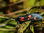 Zygaena ephialtes – seitlich