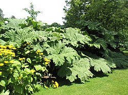 Gunnera manicata