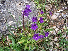 'Grasilla' (Pinguicula grandiflora) en la Senda del Arcediano. Amieva (Asturias). Parque Nacional Picos de Europa. ES1200001. ROSUROB.JPG