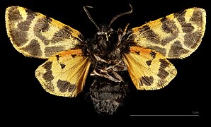 Artimelia latreillii lusitanica f.flava – mounted specimen - female ventral