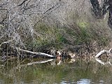 Català: El Remolar-Filipines o Pas de les Vaques (Baix Llobregat) (El Prat de Llobregat, Sant Boi de Llobregat, Viladecans). Desembocadures històriques de rius i rieres. This is a a photo of a wetland in Catalonia, Spain, with id: IZHC-08001104 Object location 41° 17′ 02.4″ N, 2° 03′ 54″ E  View all coordinates using: OpenStreetMap