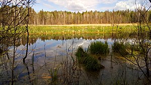 A view of the Bryansky Les Nature Reserve, a zapovednik of Russia Zapovednik "Brianskii Les". Reka Terebushka.jpg