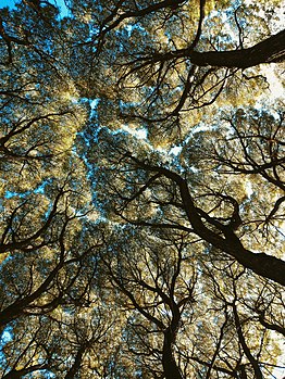 Crown shyness of trees in the Novosibirsk Botanical Gardens Vladislav Nekrasov 6.042 out of 10, SD 2.251