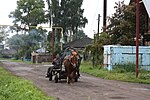 Vignette pour Kouznetsk (cheval)