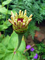 * Nomination Unidentified flower bud at Rajbiraj, Saptari, Nepal --Tulsi Bhagat 06:24, 22 August 2015 (UTC) * Decline Not sharp. Usual problem with the tiny lens of a smartphone --Cccefalon 10:01, 24 August 2015 (UTC)