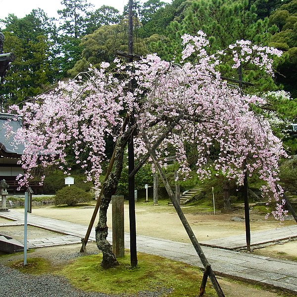 File:弘川寺にて「隅屋桜」 "Suya-zakura" at Hirokawa-dera 2012.4.13 - panoramio.jpg