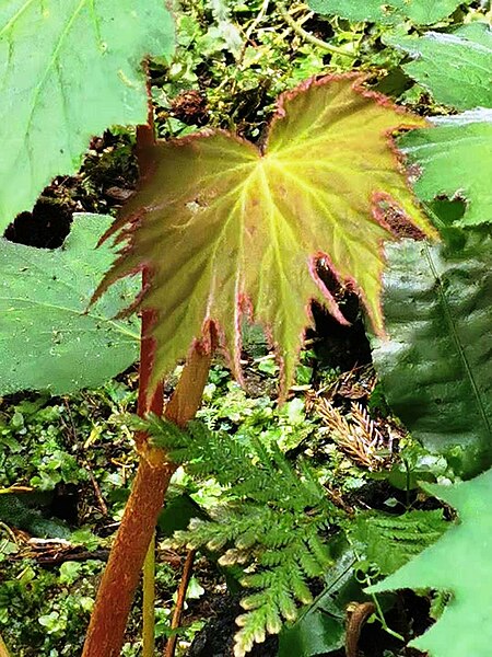 File:裂葉秋海棠 - 溪頭自然教育園區 Begonia palmata - Xitou Nature Education Area, Taiwan 20211214091808 10.jpg