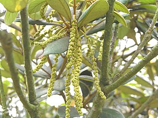 <i>Quercus championii</i> Species of oak tree