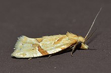 - 3759 - Aethes patricia (muhtemel, Michael Sabourin ID) (18878802633) .jpg