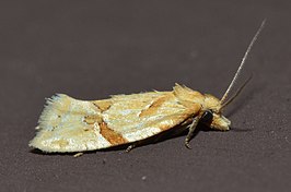 Aethes patricia