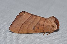 - 7908 - Datana perspicua - Spotted Datana Moth (18481416914).jpg