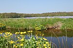 Miniatuur voor Bestand:- panoramio - ✿ Vlinder ✿ (5).jpg