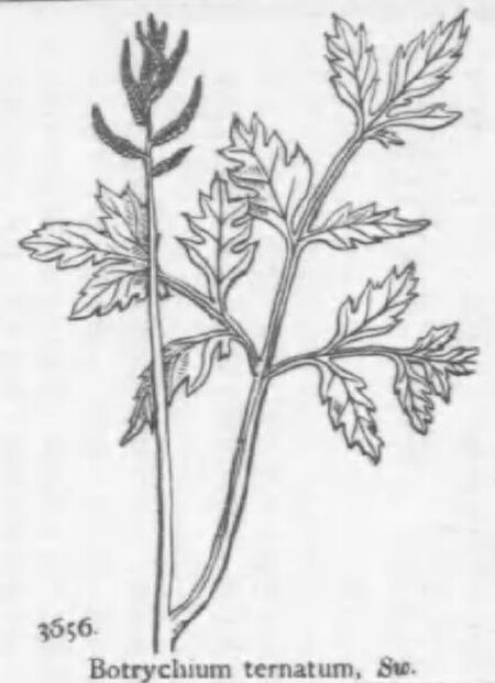 Botrychium pallidum