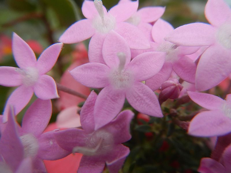 File:02024jfPentas lanceolata gaya pinkfvf 14.jpg