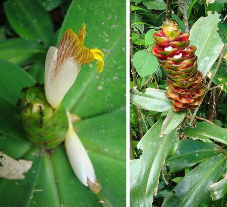 021 costus laevis2.jpg