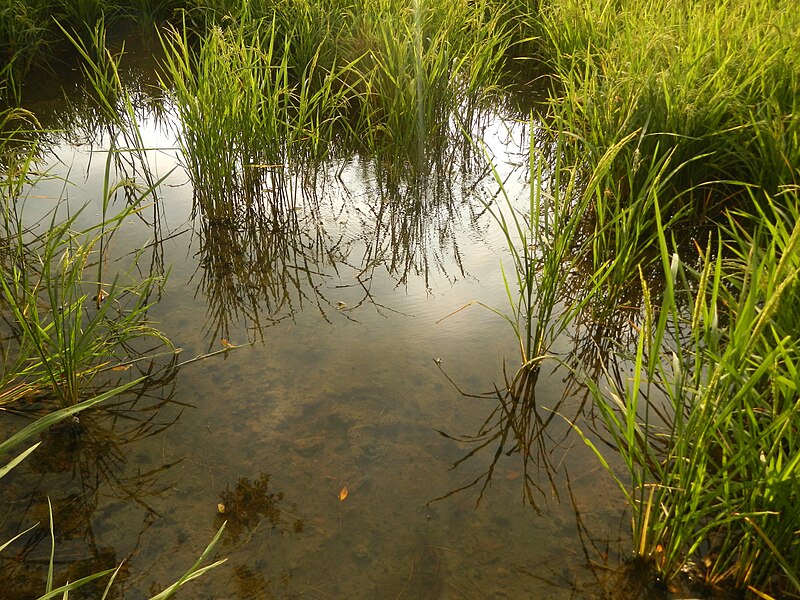 File:03960jfPaddy fields village Baliuag Bulacan Candaba Pampanga Bridge Roadfvf 03.JPG