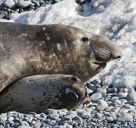 elephant seal life expectancy - Socorro Neel